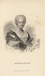 Merian夫人或Maria Sybilla Merian，德国博物学家，昆虫学家和科学插画家，1647-1717 作者 不明